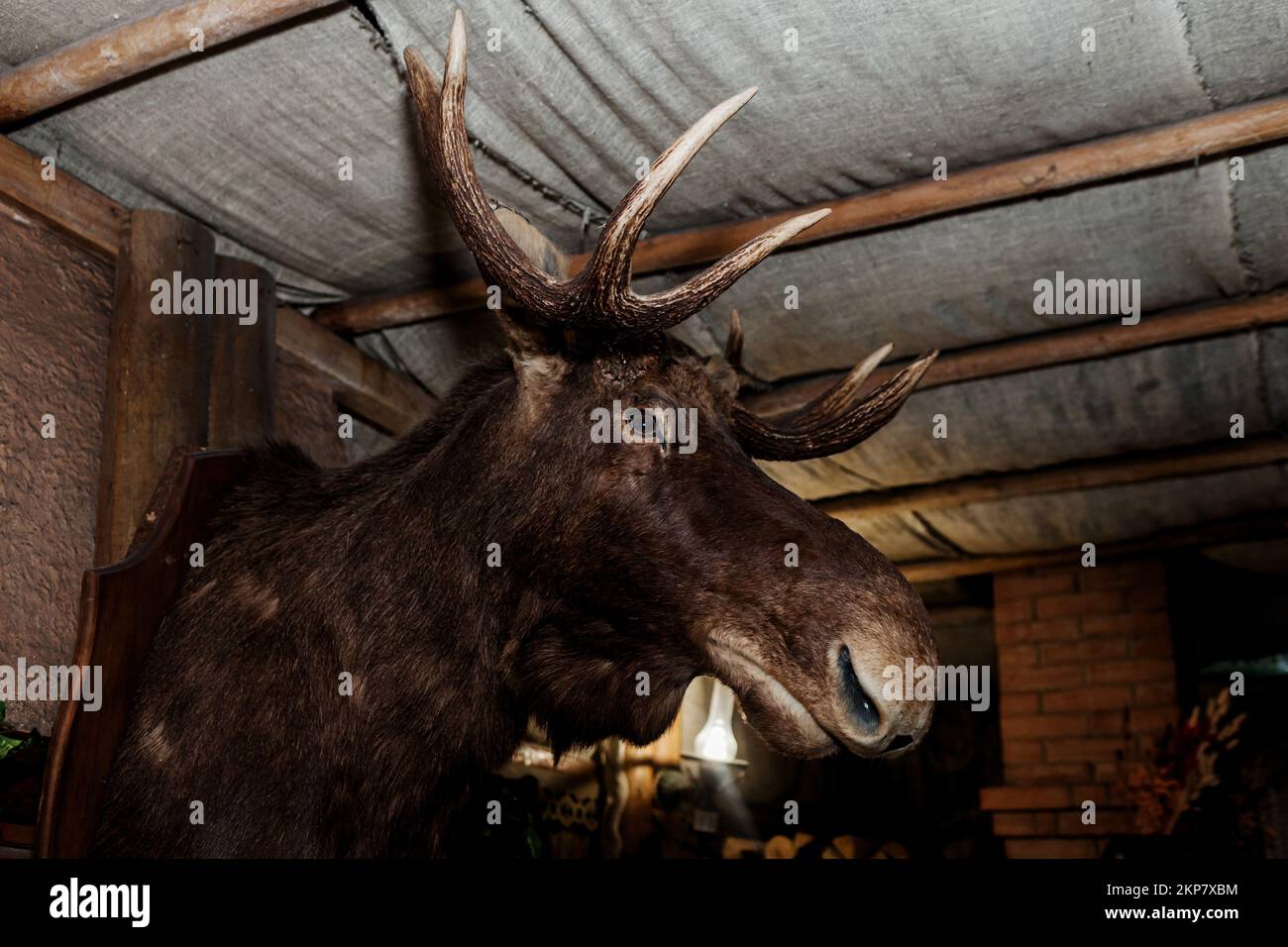 Stuffed moosehead. Tourist complex. Stuffed deer head Stock Photo