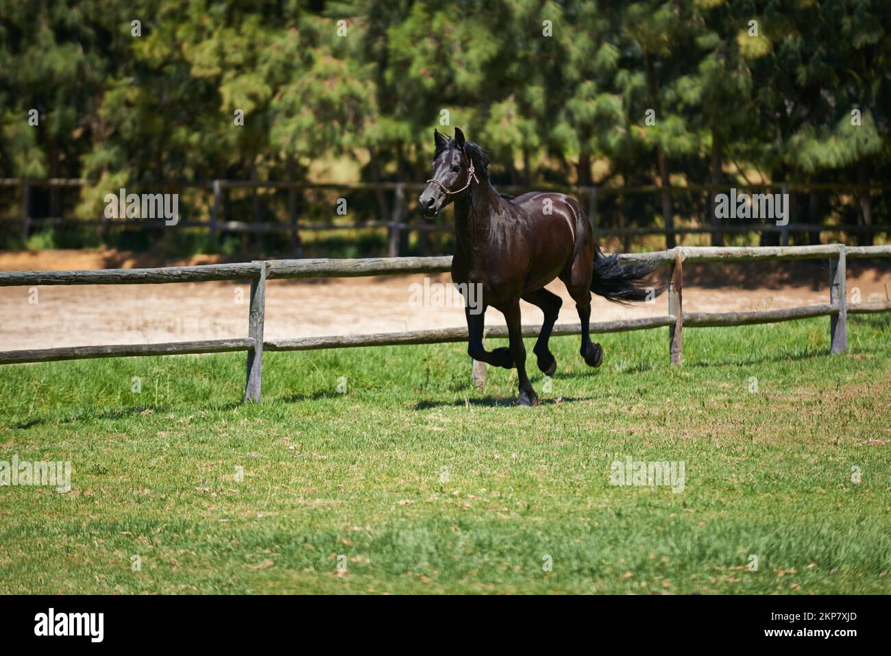 The best place for thoroughbred horses. a dark bay horse galloping in a