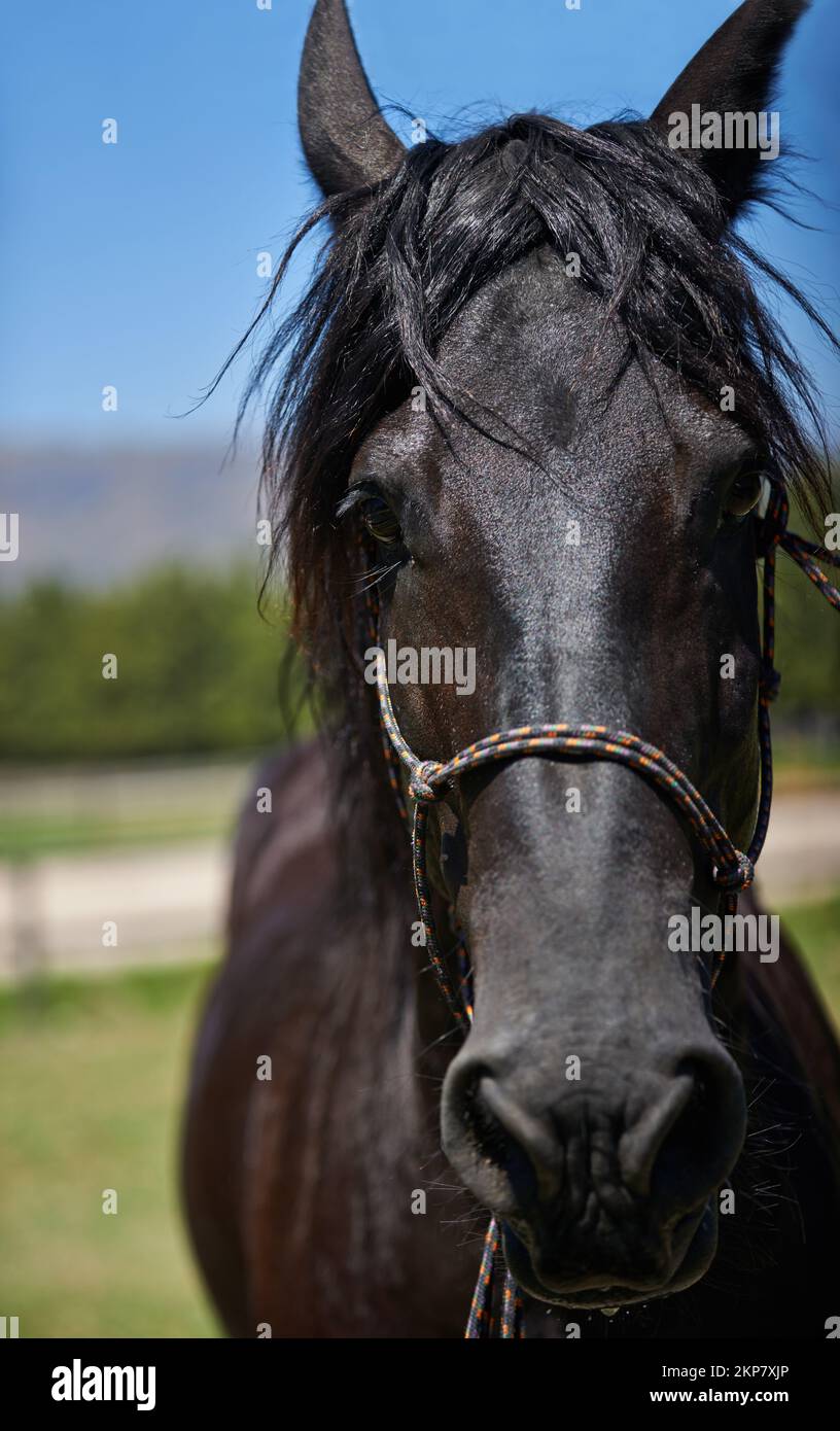 The best place for thoroughbred horses. Portrait of a dark bay horse