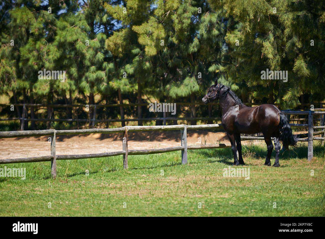 The best place for thoroughbred horses. a dark bay horse standing alone