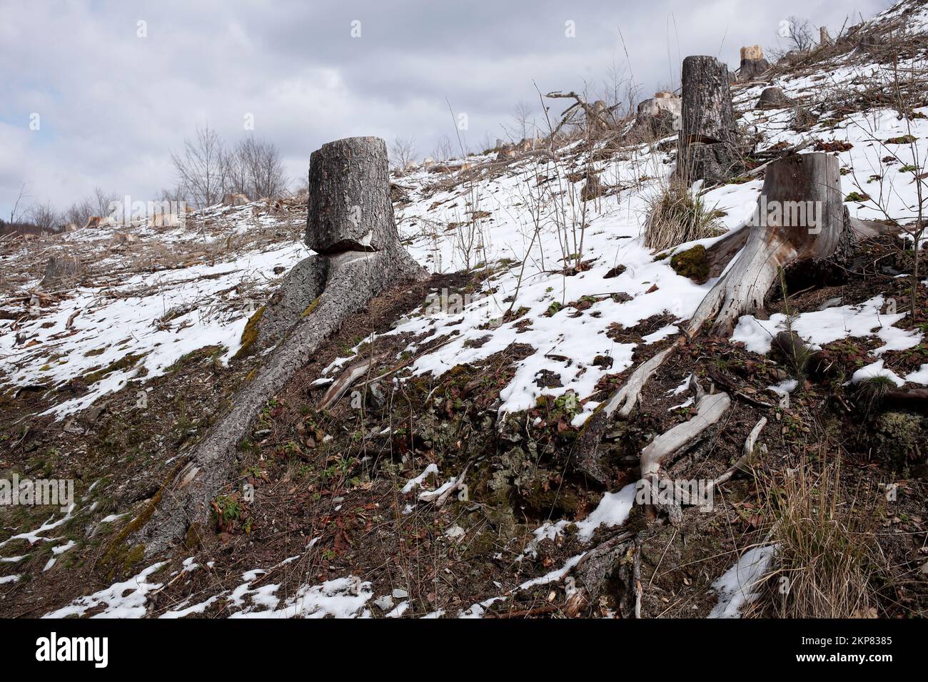 Snowy tree stump in a forest, Harz Mountains, Saxony-Anhalt, , Germany Stock Photo
