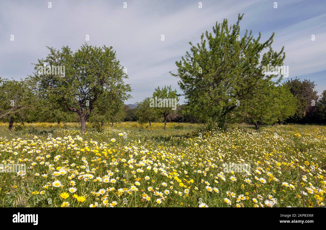 Flowering meadow with crownwort (Glebionis coronaria), holm oaks, almond trees (Prunus dulcis), Majorca, Balearic Islands, Spain, Europe Stock Photo