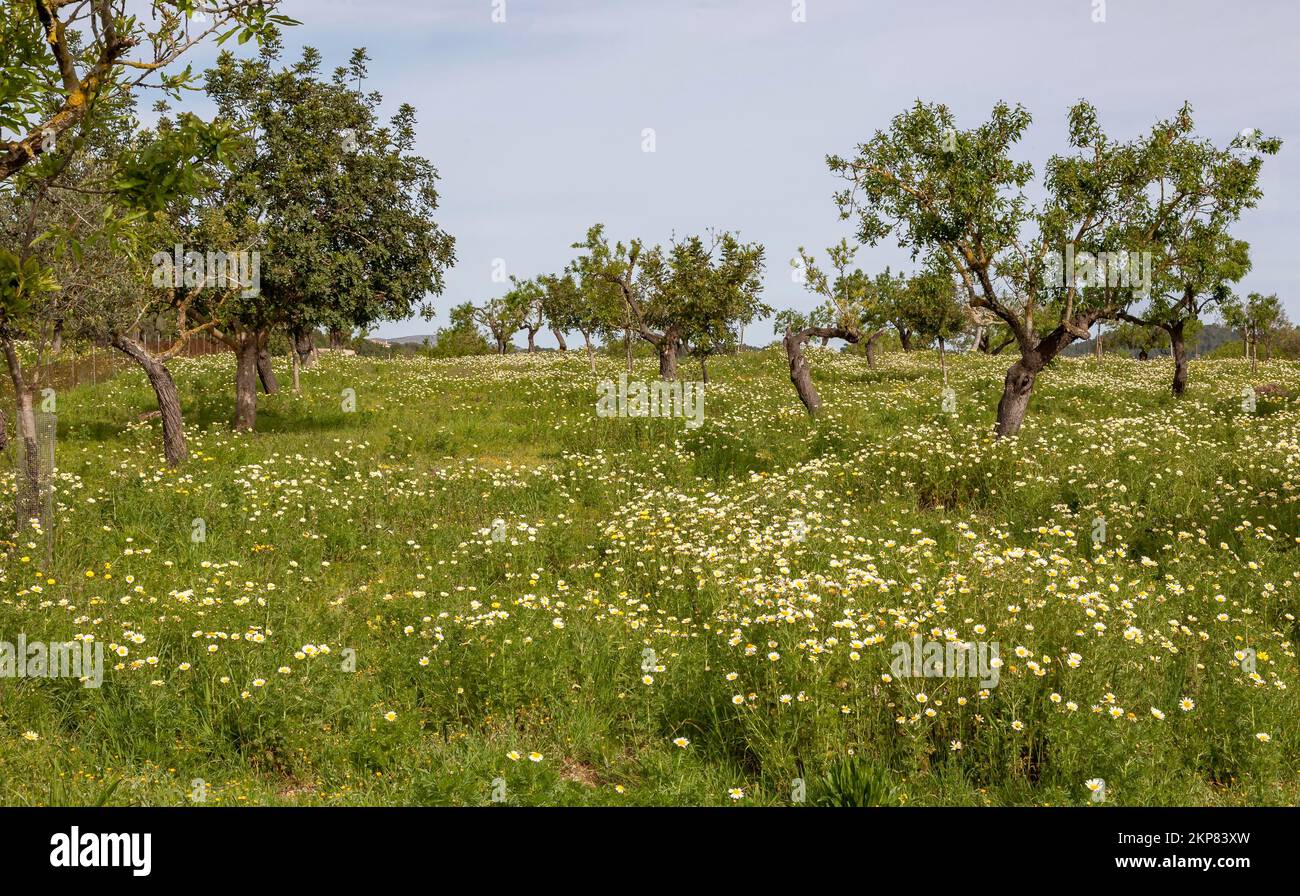 Flower meadow with crownwort (Glebionis coronaria), almond trees (Prunus dulcis), Majorca, Balearic Islands, Spain, Europe Stock Photo