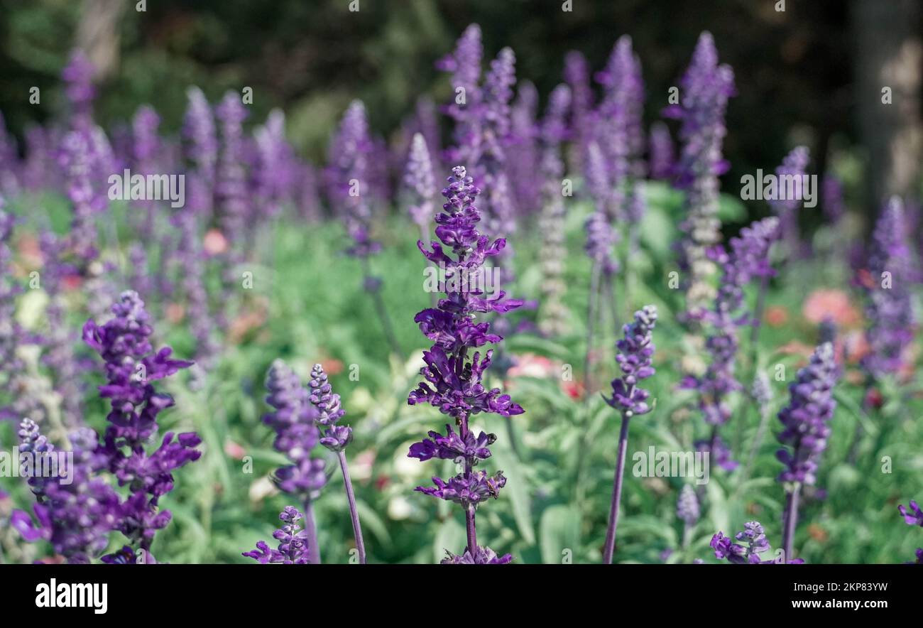 A selective focus shot of a thick lavender field with vibrant purple lavender flowers on summer day Stock Photo