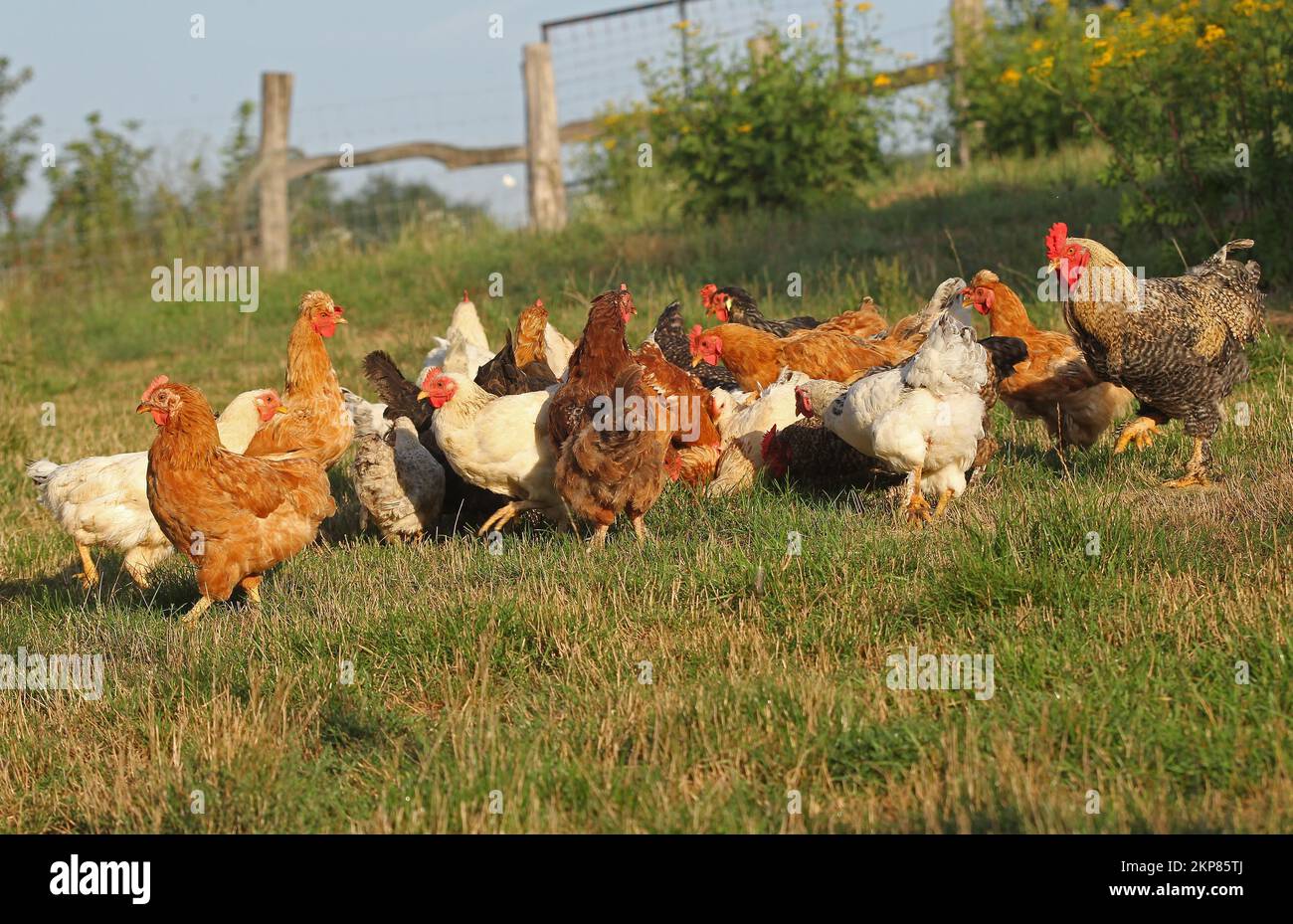 Domestic fowl, freerange chickens of various breeds, Western Hungary