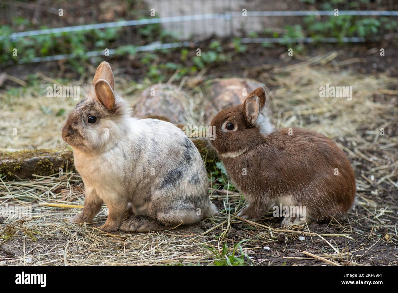 Lionhead rabbits and dwarf rabbits in garden enclosure, Stuttgart ...