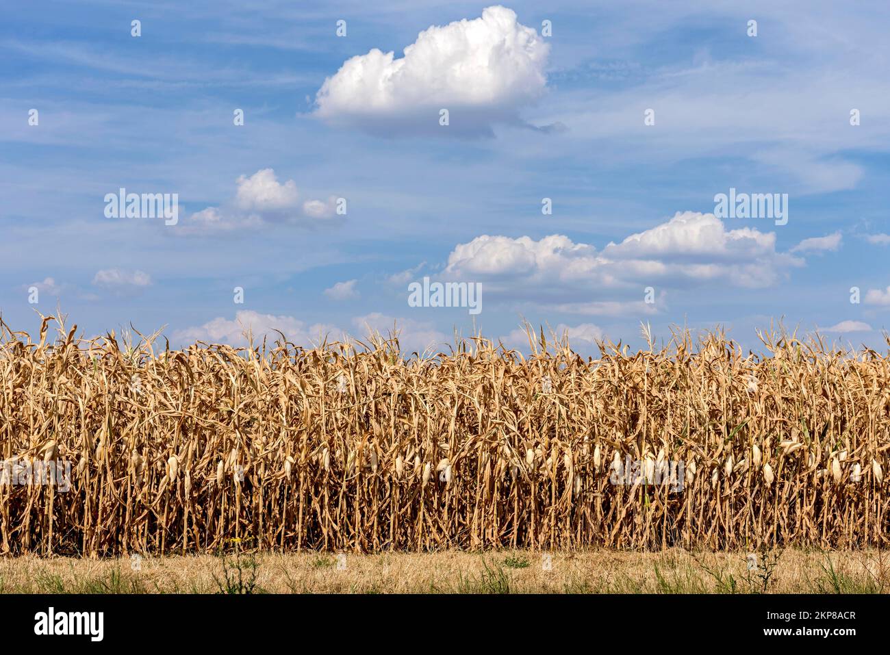 Corn, maize (Zea mays) field, dried out, withered, crop damage, heat, drought, water shortage, climate change, Hesse, Germany, Europe Stock Photo