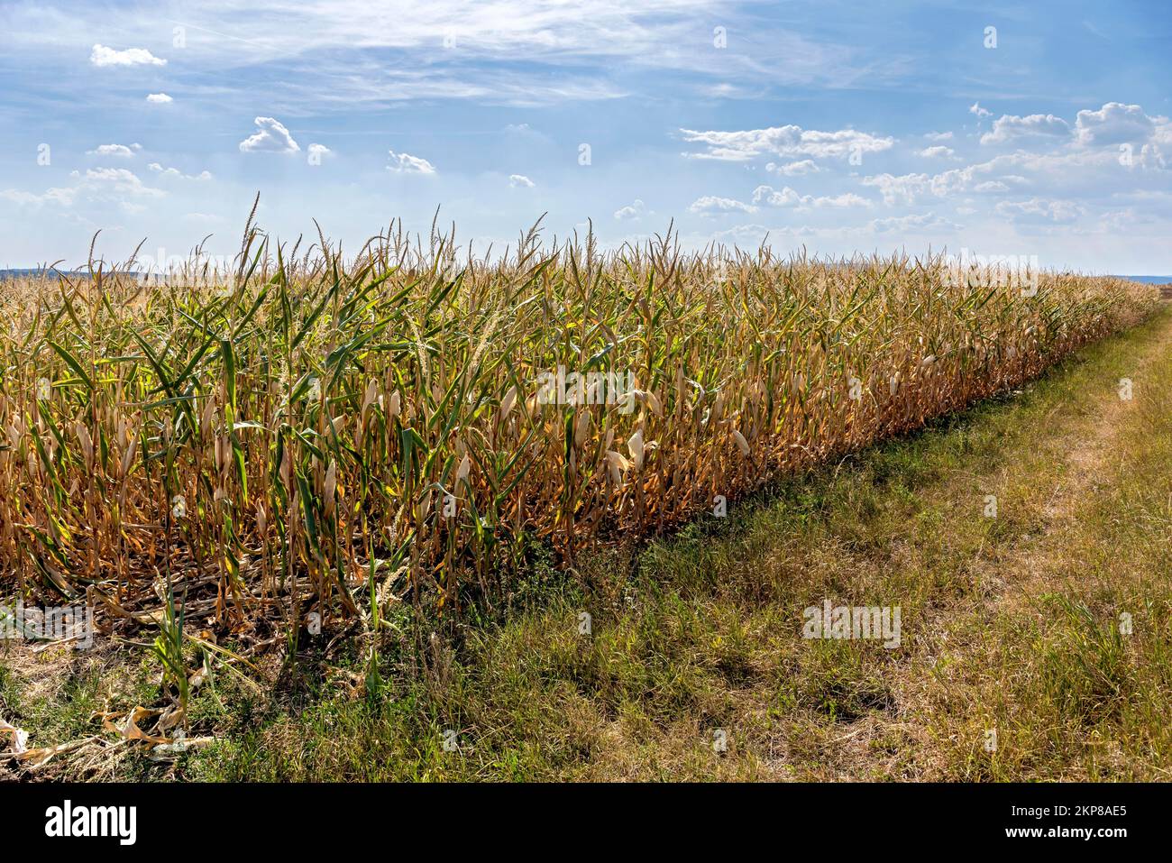 Corn, maize (Zea mays) field, dried out, withered, crop damage, heat, drought, water shortage, climate change, Hesse, Germany, Europe Stock Photo