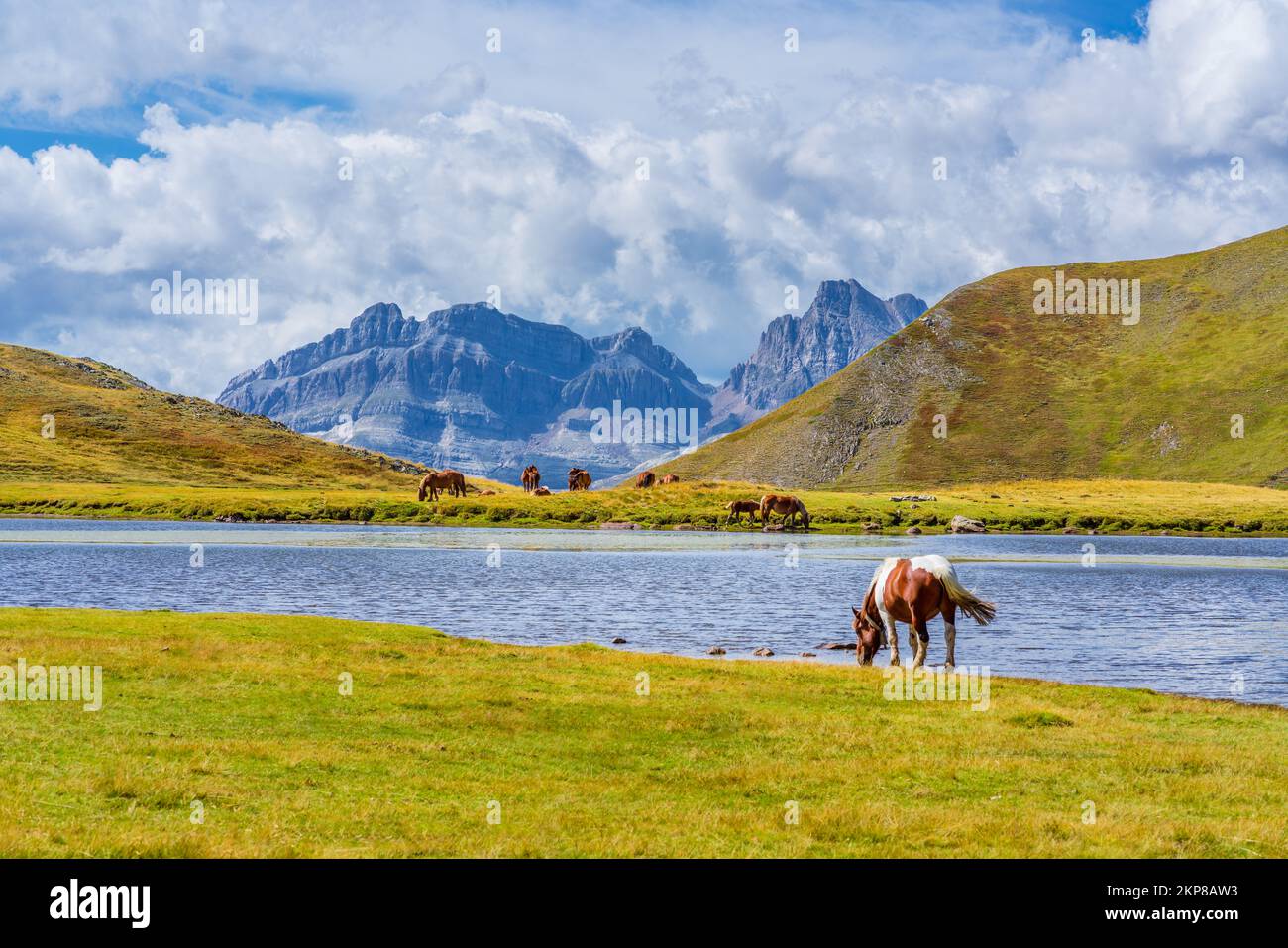 Group of horses grazing on the green pastures of the Spanish Pyrenees. Ibón del Escalar, Astún, Spain Stock Photo