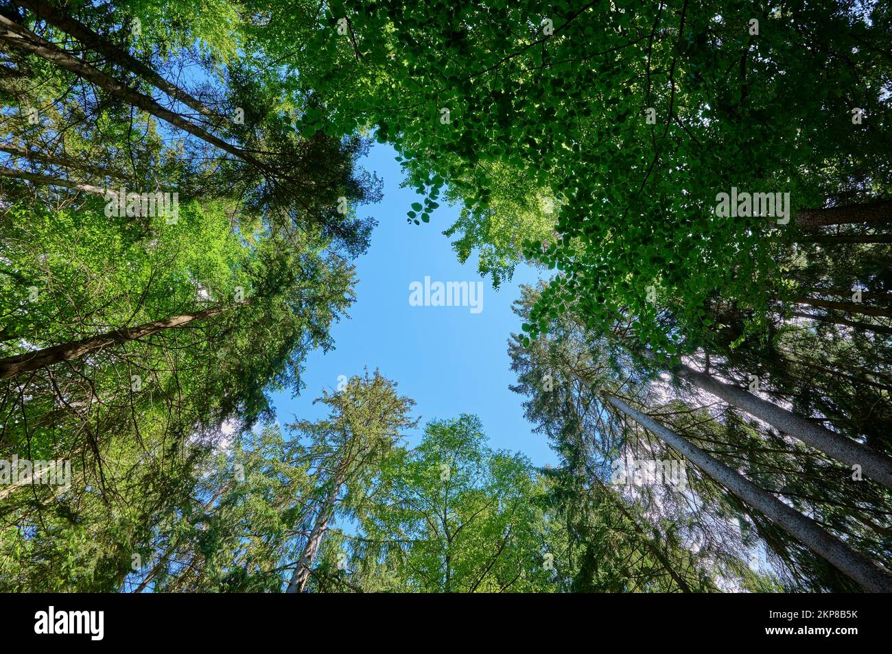 Spring Forest Treetops Forest, treetops, sky, spring, Fichtelgebirge, Bavaria, Germany, Europe ...