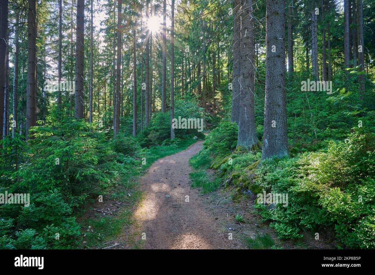 Coniferous forest, path, sun, spring, Fichtelgebirge, Bavaria, Germany ...