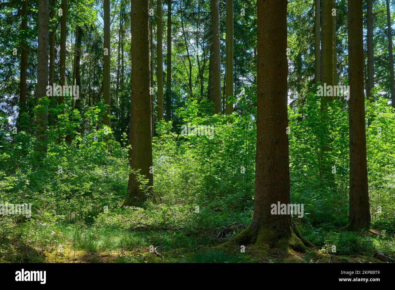 Coniferous forest, spring, Fichtelgebirge, Bavaria, Germany, Europe Stock Photo