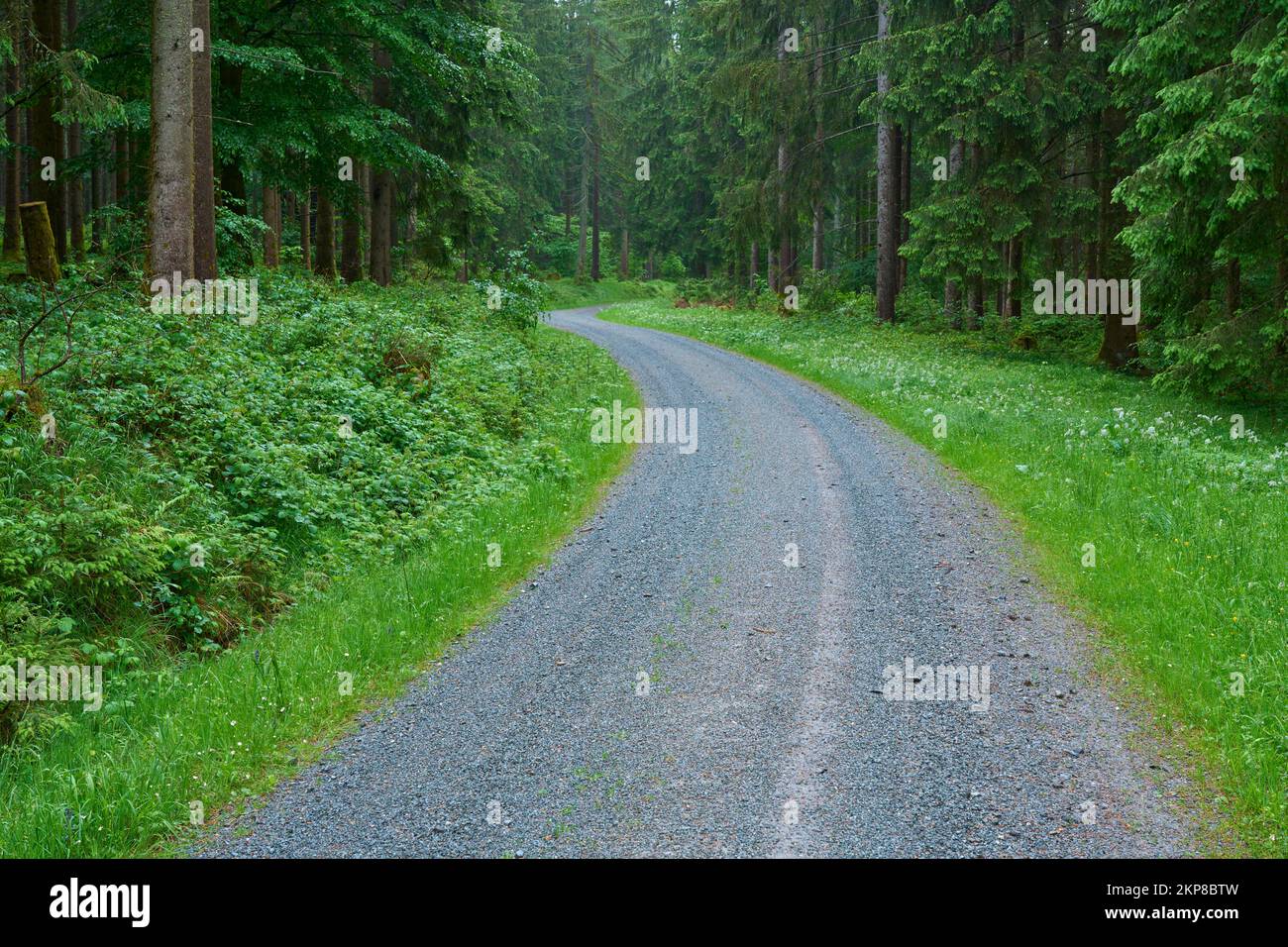 Forest path, coniferous forest, rain, spring, Fichtelgebirge, Bavaria ...