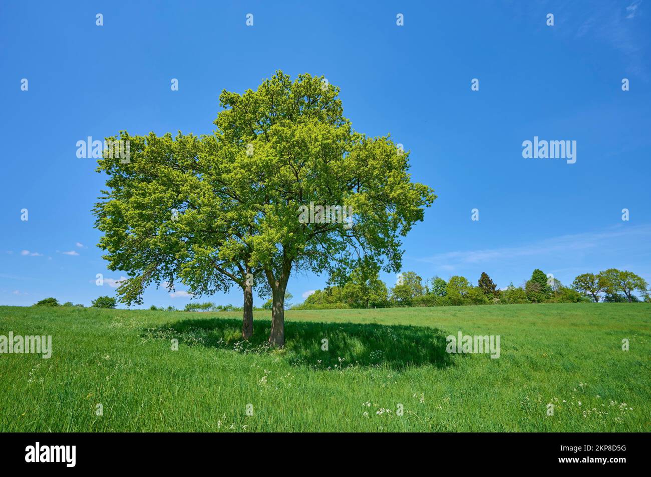 Oak tree, meadow, spring, Kuralpe, Lautertal, Bergstrasse, Odenwald, Hesse, Germany, Europe Stock Photo