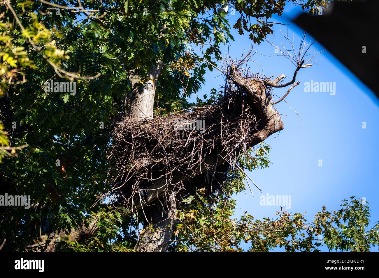 A bird nest on a tree in the green forest Stock Photo - Alamy