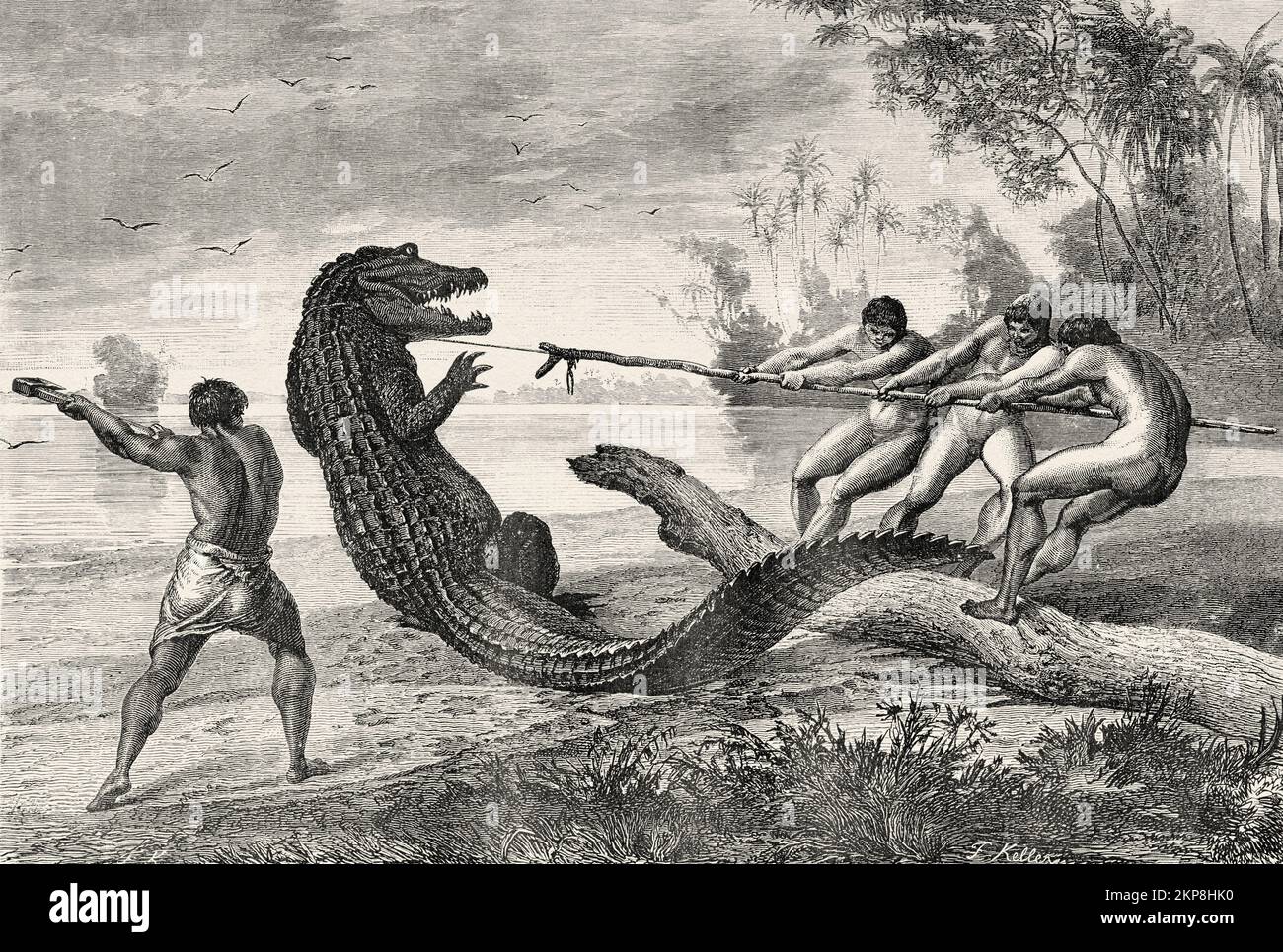 Indigenous people killing an alligator, Brazil, South America ...