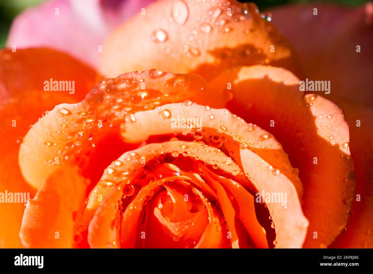 Rose petals with water drops hi-res stock photography and images - Alamy