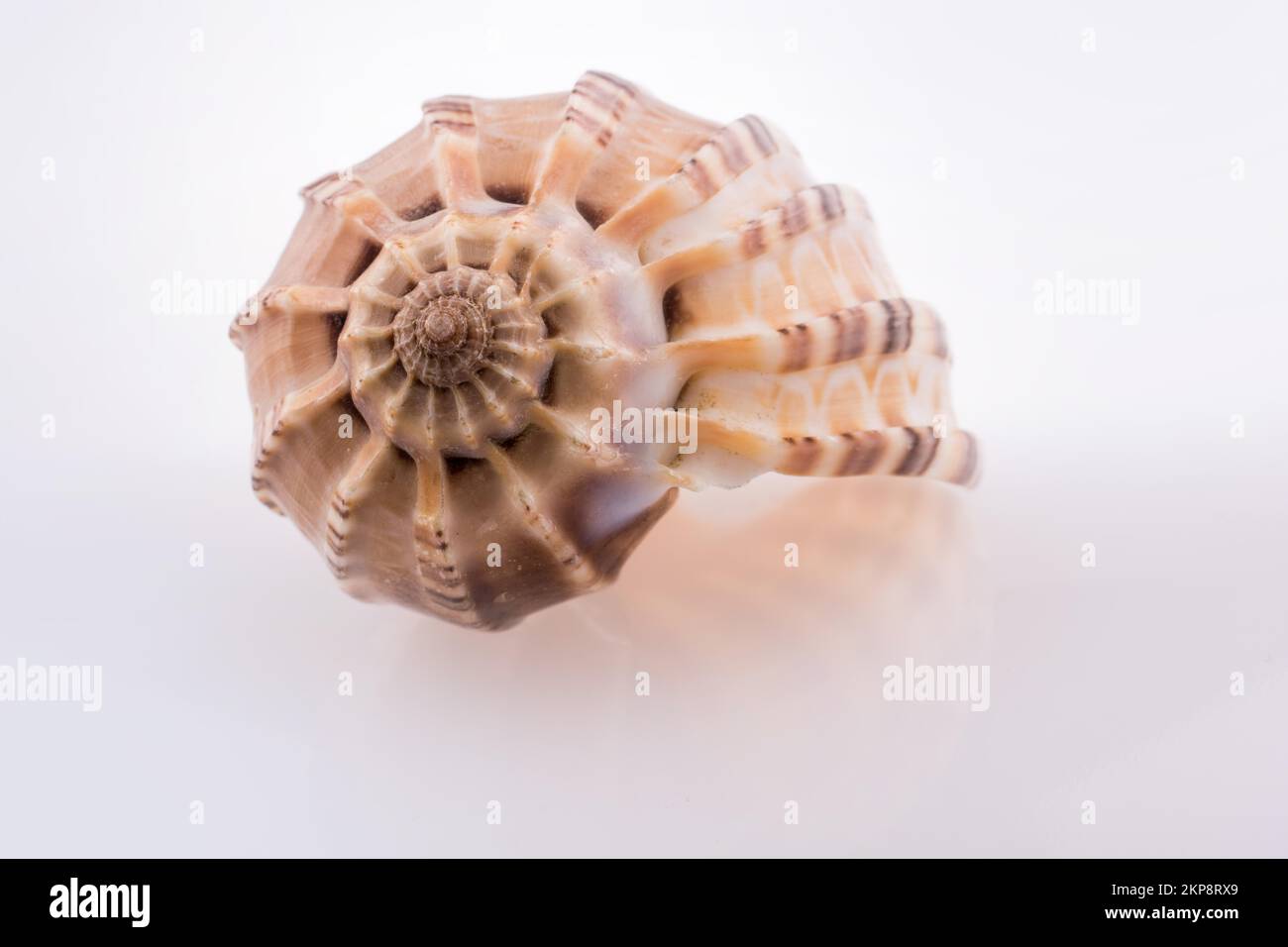 Sea shell against plain hi-res stock photography and images - Alamy