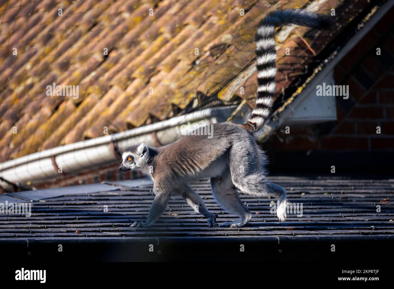 A lemuridae walking on the rooftop of a building Stock Photo