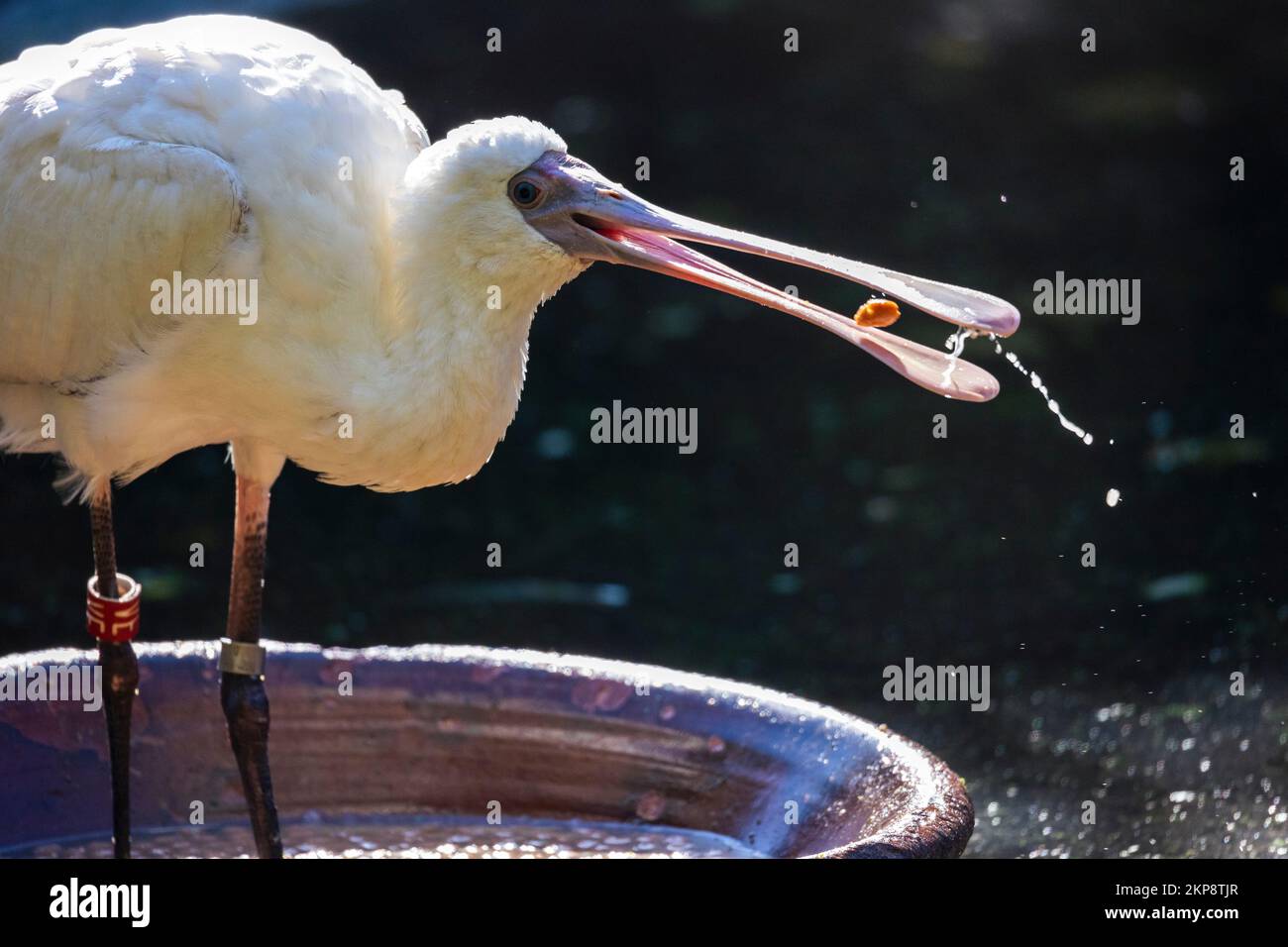A white African spoonbill eating fish from the water Stock Photo