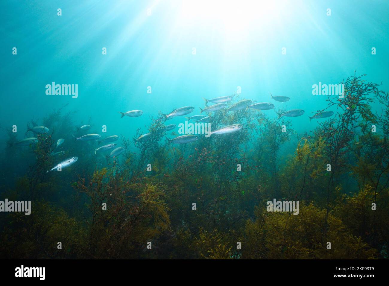 Sunlight underwater with bogue fish and algae in the ocean, Eastern Atlantic, Spain, Galicia Stock Photo