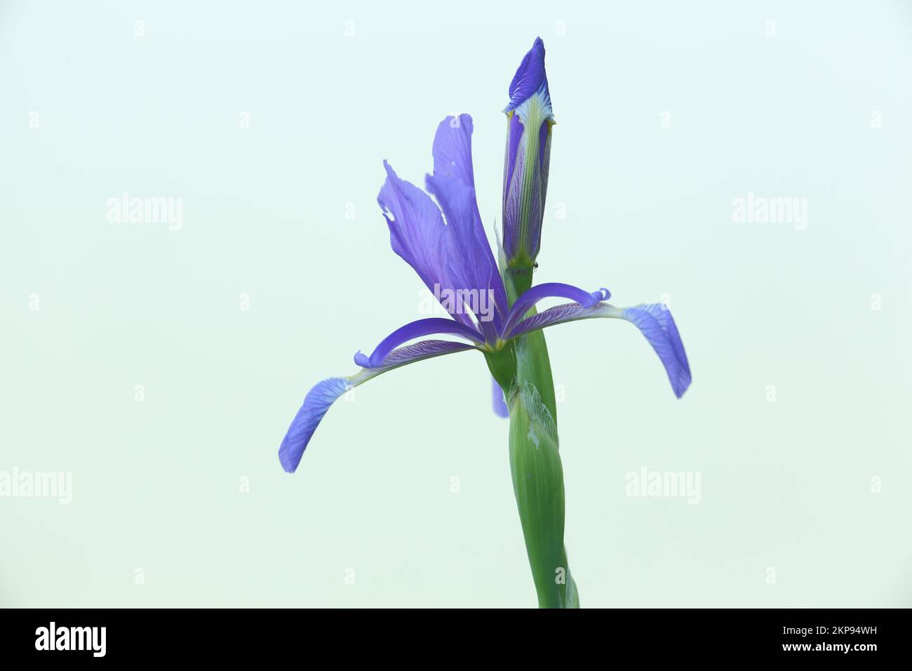 Swamp meadow iris (Iris spuria), cut out, nature, Laubenheimer Ried, Laubenheim, Mainz, Rhine-Hesse region, Rhineland-Palatinate, Germany, Europe Stock Photo