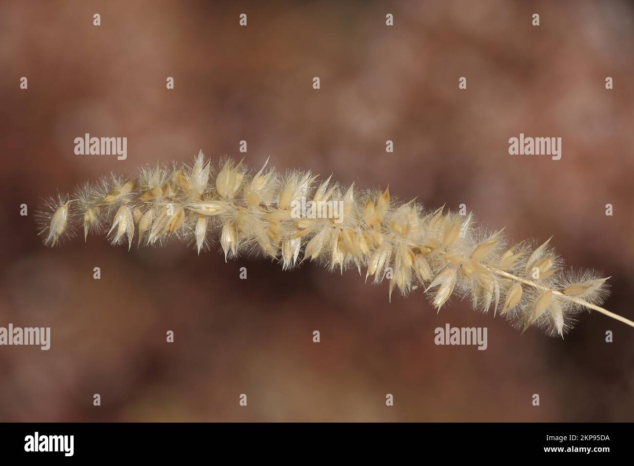 Spike of hairy melic (Melica ciliata), true grasses (Poaceae), Rhineland-Palatinate, Germany, Europe Stock Photo