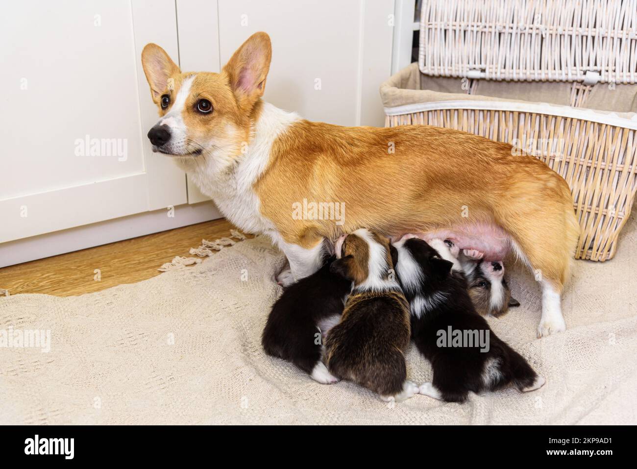 Mom dog breastfeeds little puppies Stock Photo