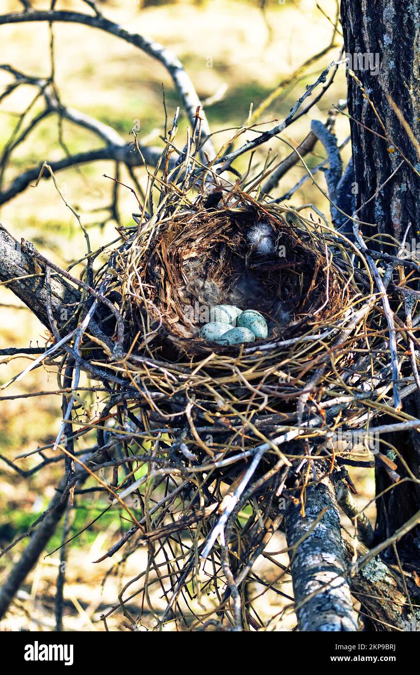 Nidology, study of birds nest. Hooded crow (Corvus cornix) nest. Clutch