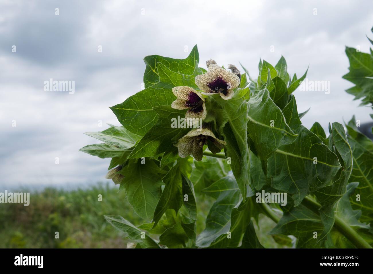 Black henbane (Hyoscyamus niger). Photos flowering plant in the counter after the rain. Elegant grid flower with black and blue throat, but dangerousl Stock Photo