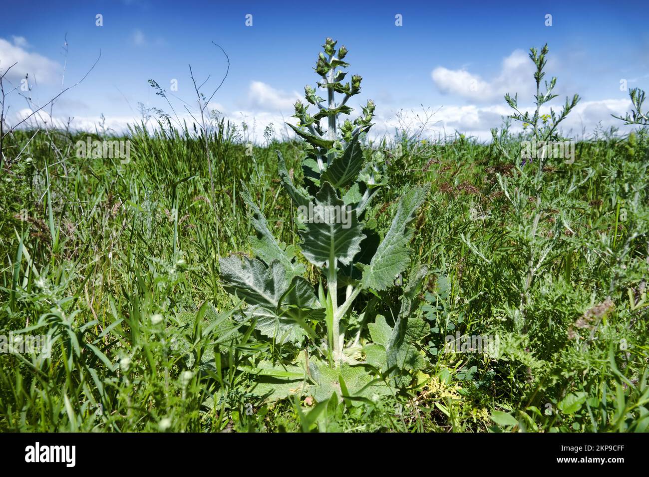 Ethiopian Sage (Salvia aethiopis) yonng plant on a long-term field wasteland in the steppe. Crimea, Kerch Peninsula. The object of traditional medicin Stock Photo