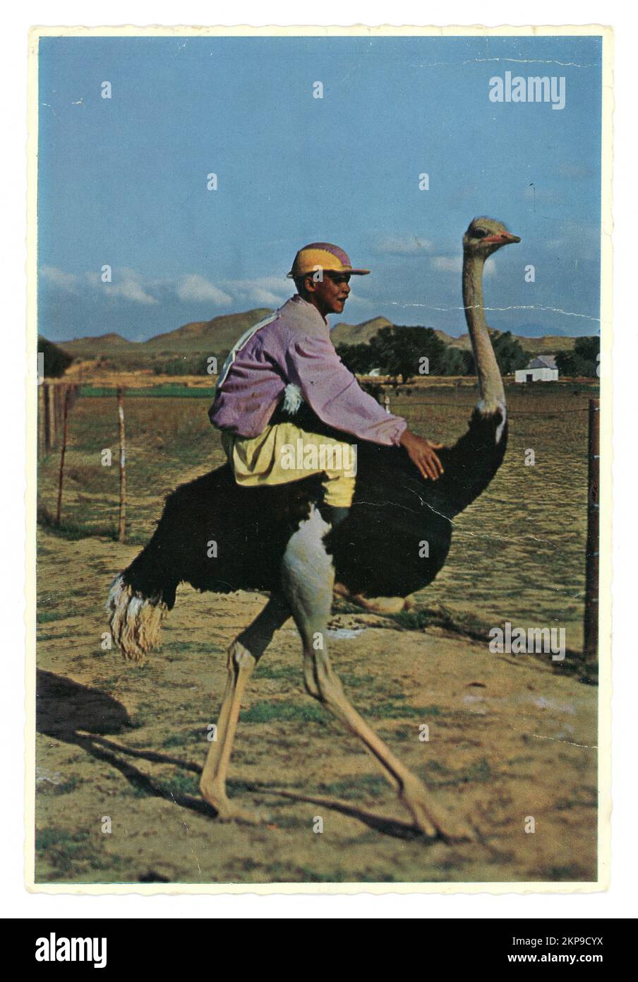 Original old fashioned 1960's  colour greetings postcard of a young man sitting on an ostrich, racing, 'The Winner' Ostrich Race at Highgate Farm, Oudtshoorn, Cape Province, South Africa - Oudtshoorn is known for its extensive ostrich farms and its ostrich feather industry.1967 Stock Photo
