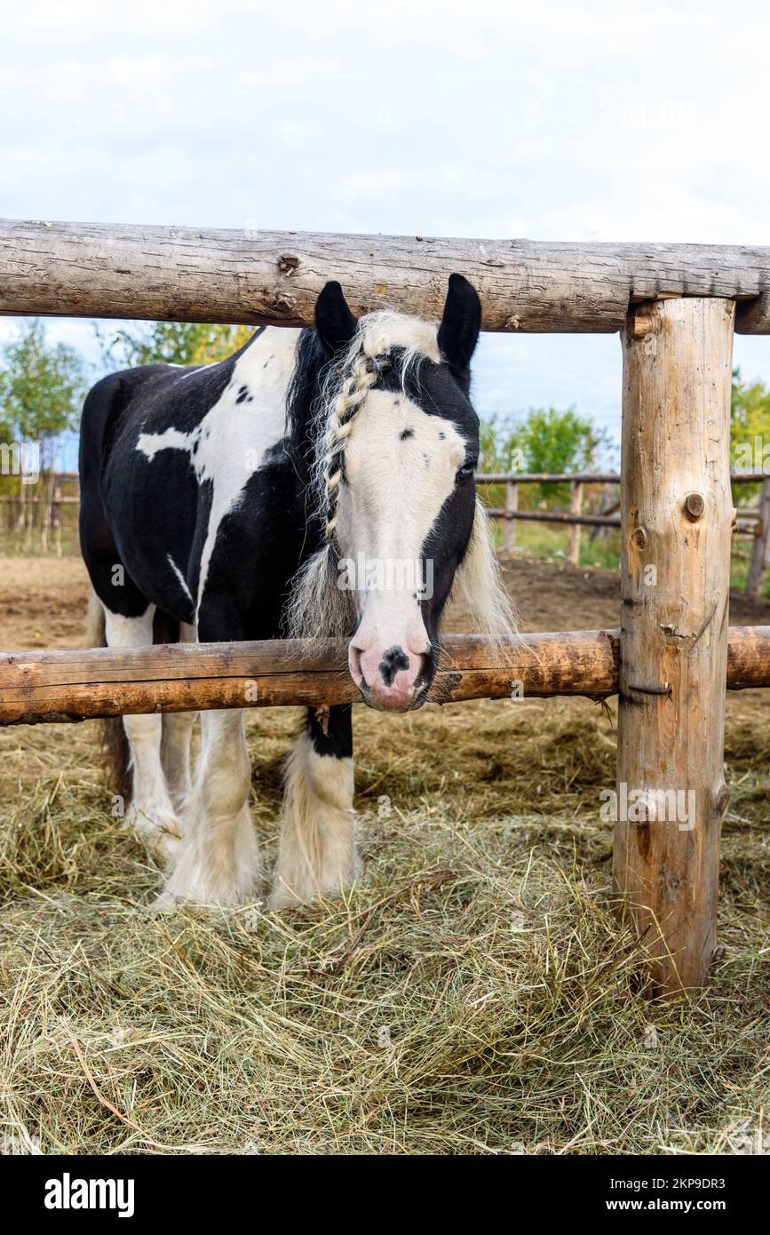 Pinto color horse with braided mane Stock Photo Alamy