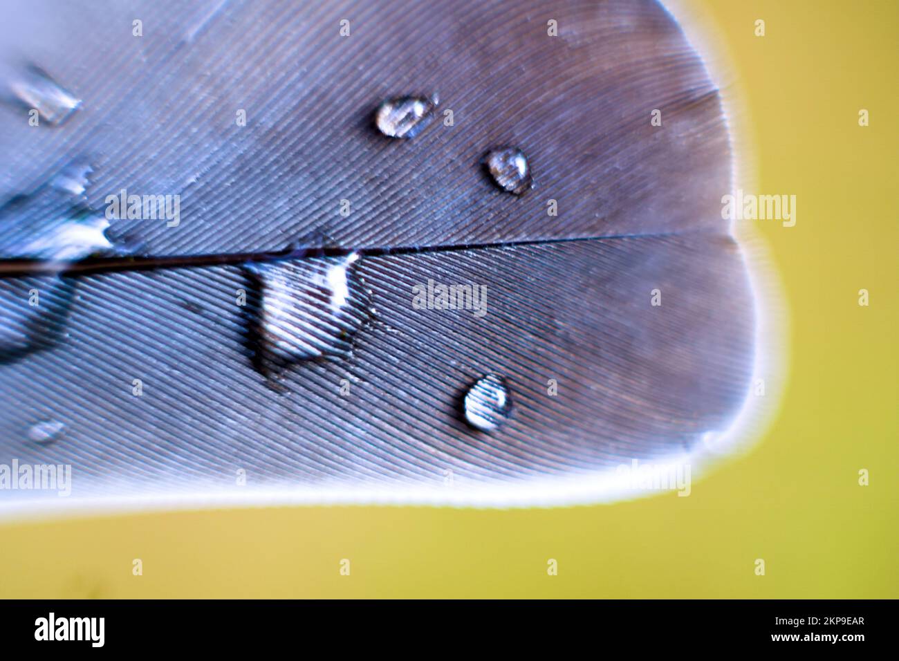 Drops of water on the feathers. Magnifying glass (pinnula view). Macro