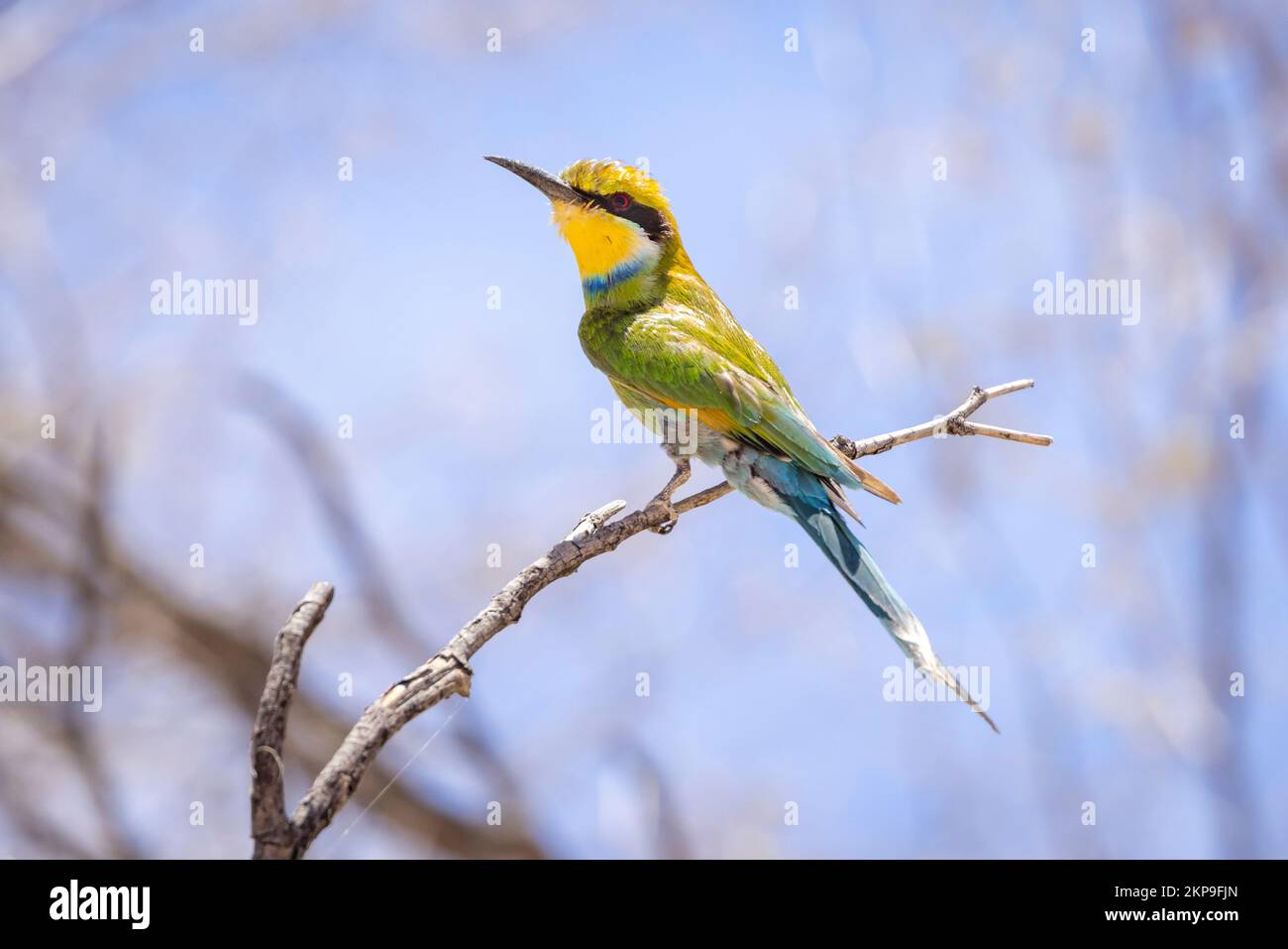 A closeup of a Bee-eater perched on a leafless branch of a tree Stock Photo
