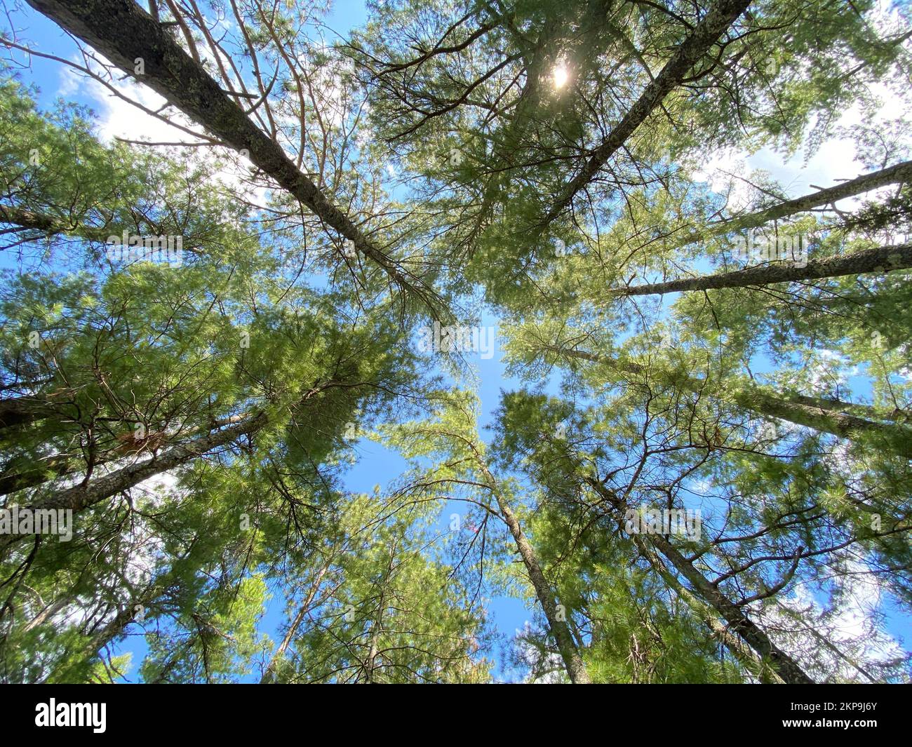 A low angle shot of a lot of tall green-leafed trees under the beautiful blue sky Stock Photo