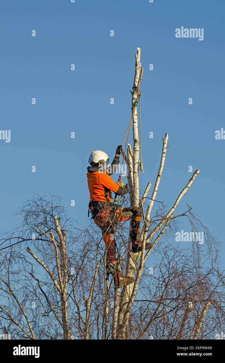 Tree surgeon pruning silver birch Stock Photo Alamy