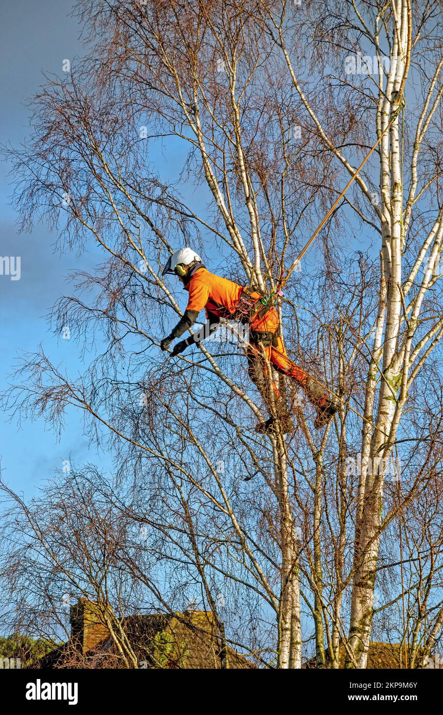 Tree surgeon pruning silver birch Stock Photo Alamy