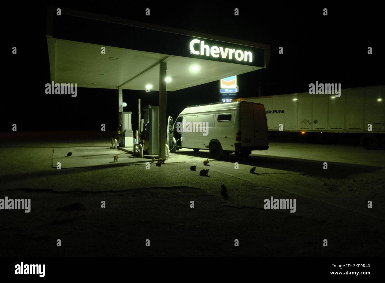 A Gas Station with a bunch of stray cats gathered around a van getting filled up in the dark