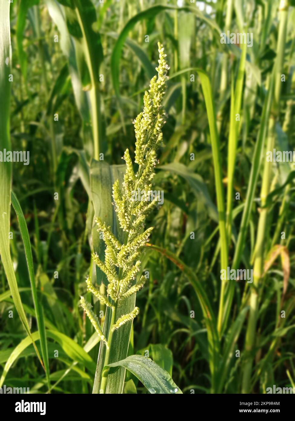 A vertical closeup of a Cockspur grass, Echinochloa crus-galli captured in a green field Stock Photo
