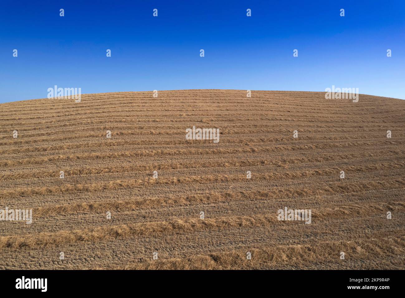 Photographic documentation of the straw drying process in the open ...