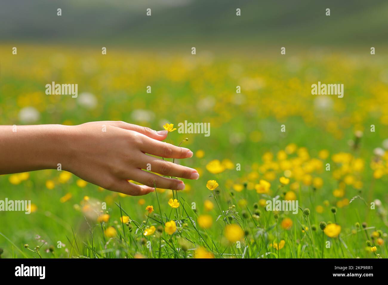 Close up of a woman hand touching flowers Stock Photo