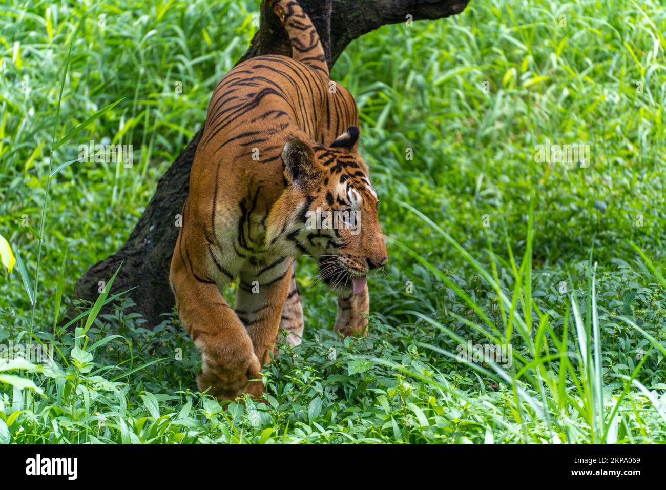 A closeup of a beautiful tiger on green grass in a zoo Stock Photo