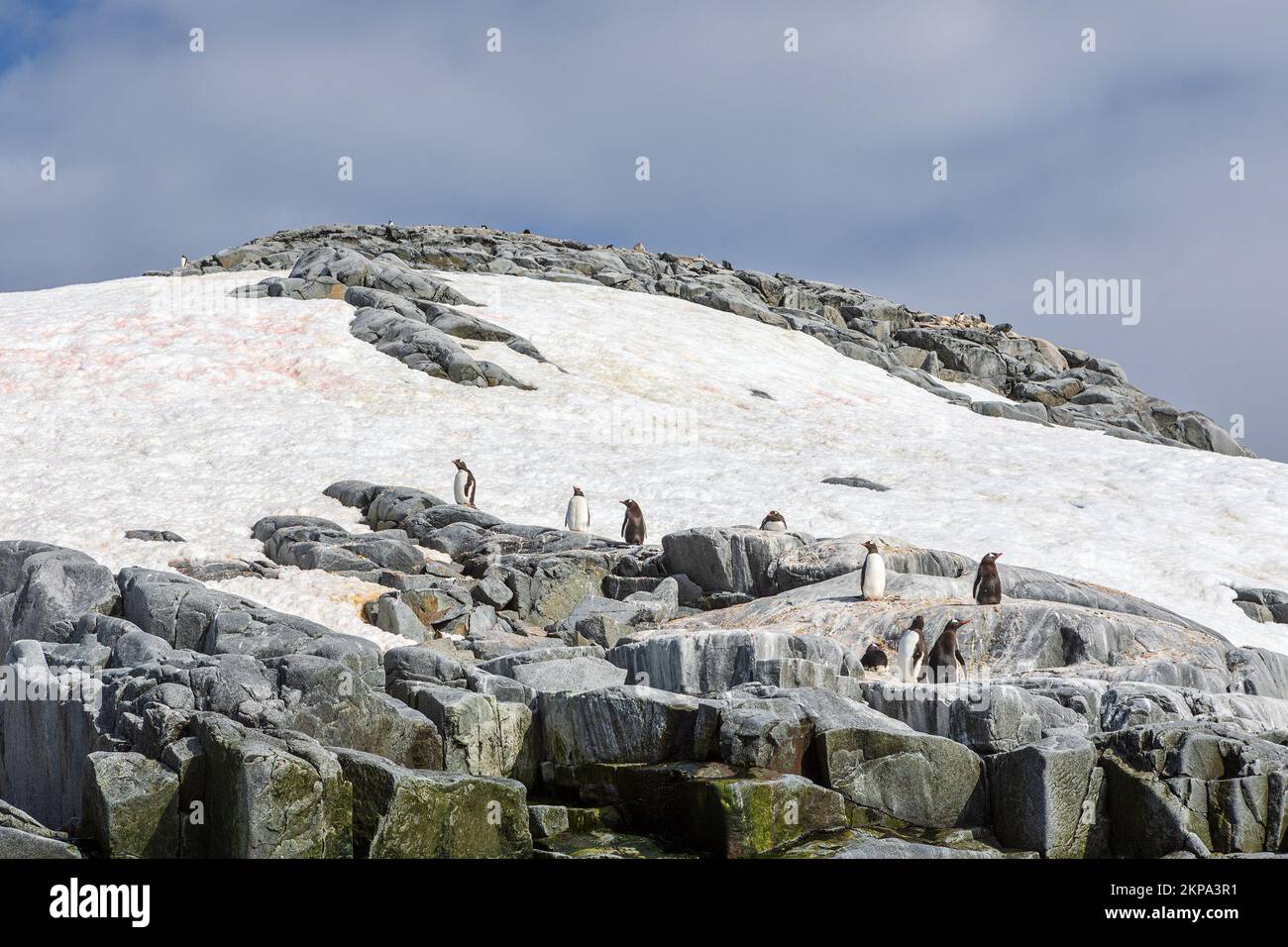 A shore of the ocean with penguins and mountains covered with snow in the background, Antarctica Stock Photo