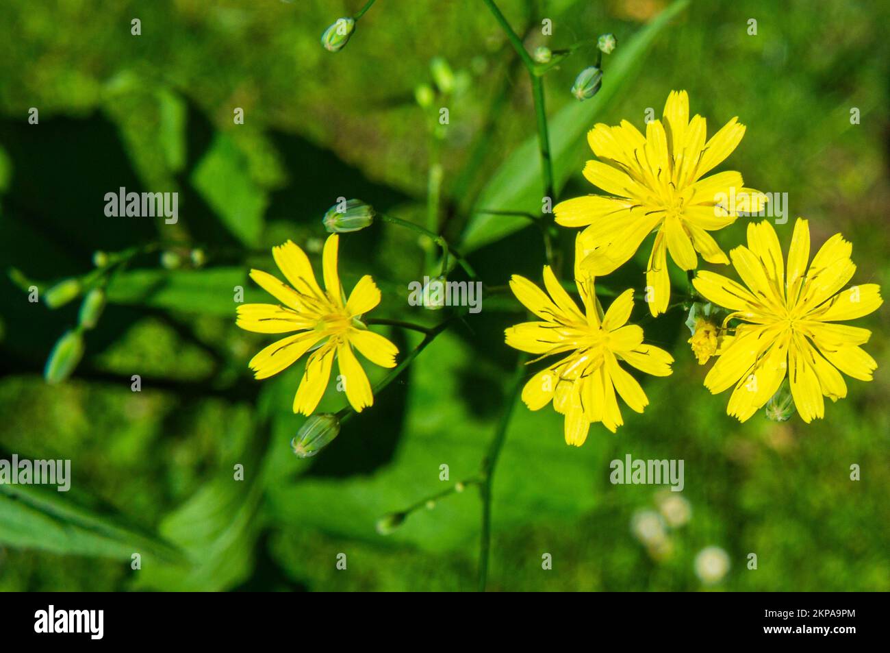 Common Nipplewort, Lapsana communis, flowering in Pruhonice, Central Bohemian Region, Czech Republic, on June 12, 2022. (CTK Photo/Libor Sojka) Stock Photo