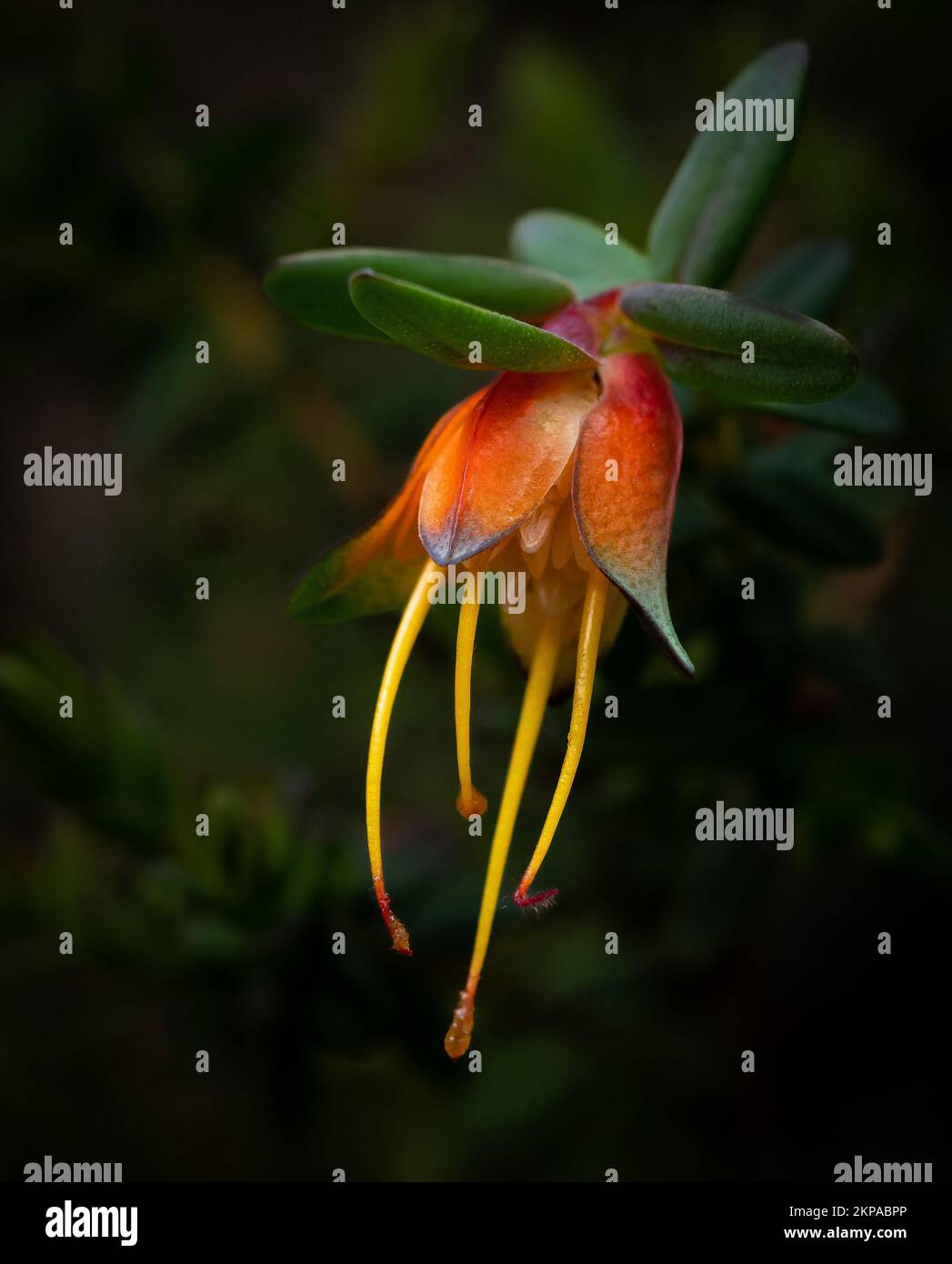 A closeup shot of a lemon-scented darwinia flower isolated on a blurred dark background Stock Photo