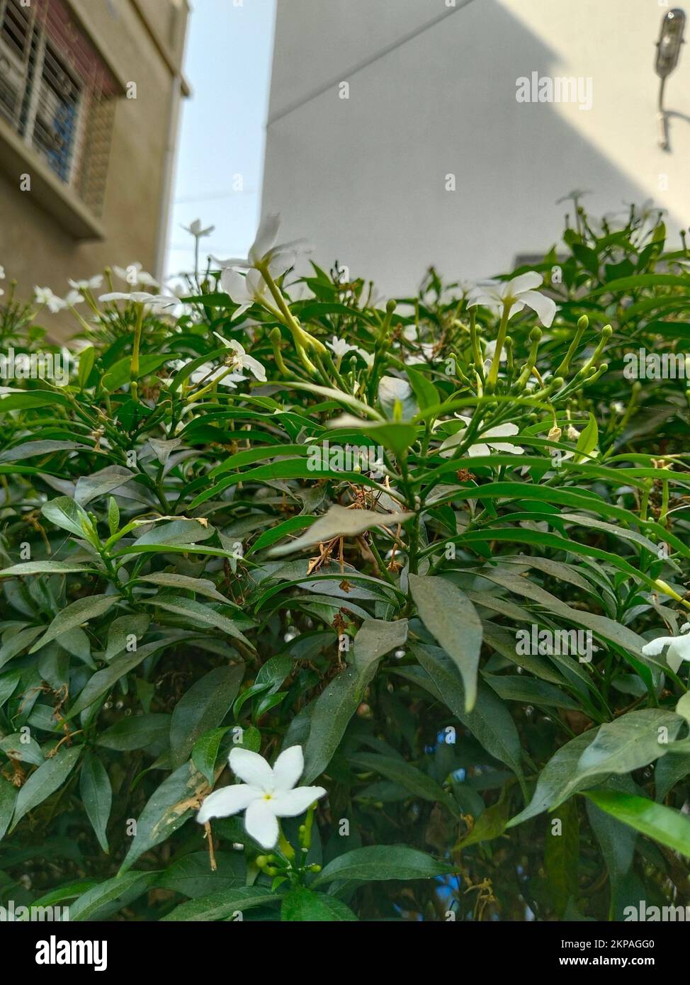 A vertical shot of bright green japanese clayera shrub with flowers Stock Photo