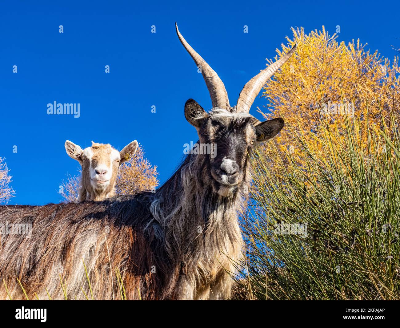 Close-up of a goat in the italian alps Stock Photo