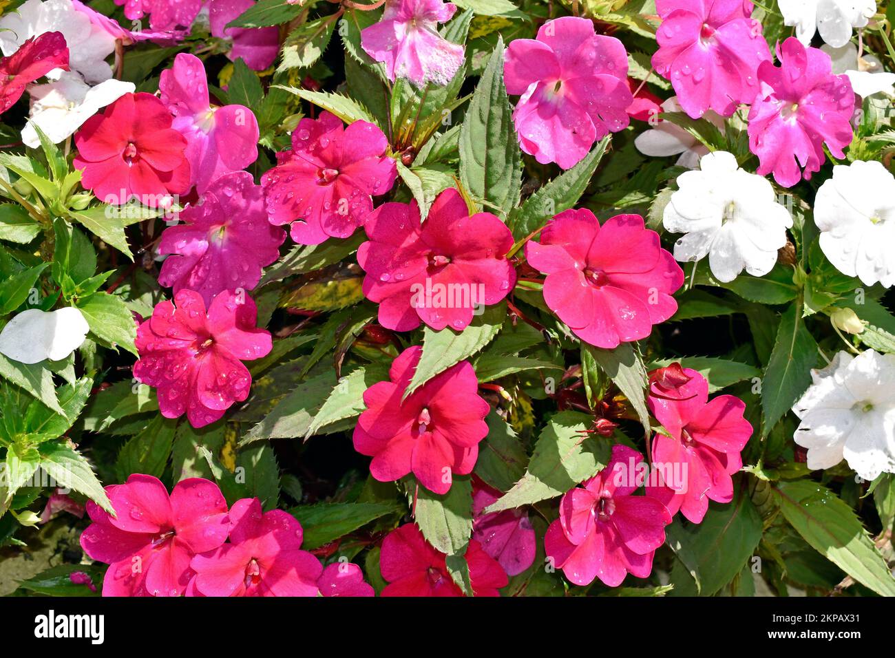 New Guinea Impatiens flowers on garden Stock Photo Alamy