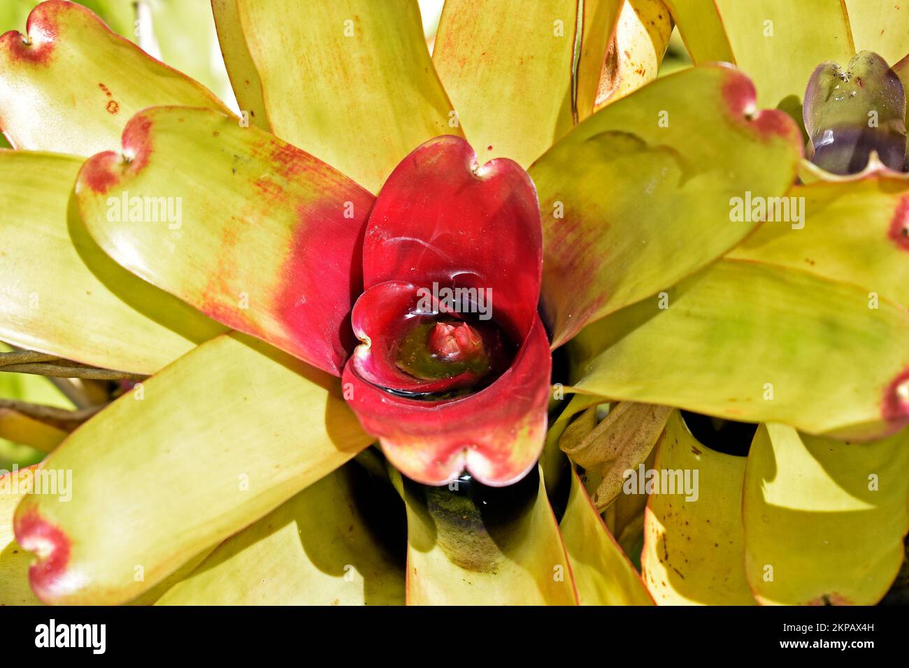 Bromeliad (Neoregelia compacta) on tropical garden Stock Photo
